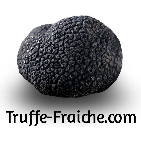 Truffe noire d'hiver fraîche du Périgord logo